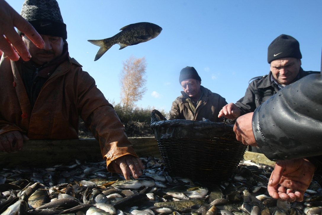 Какую рыбу едят украинцы и есть ли спрос на рыбопродукты в Украине