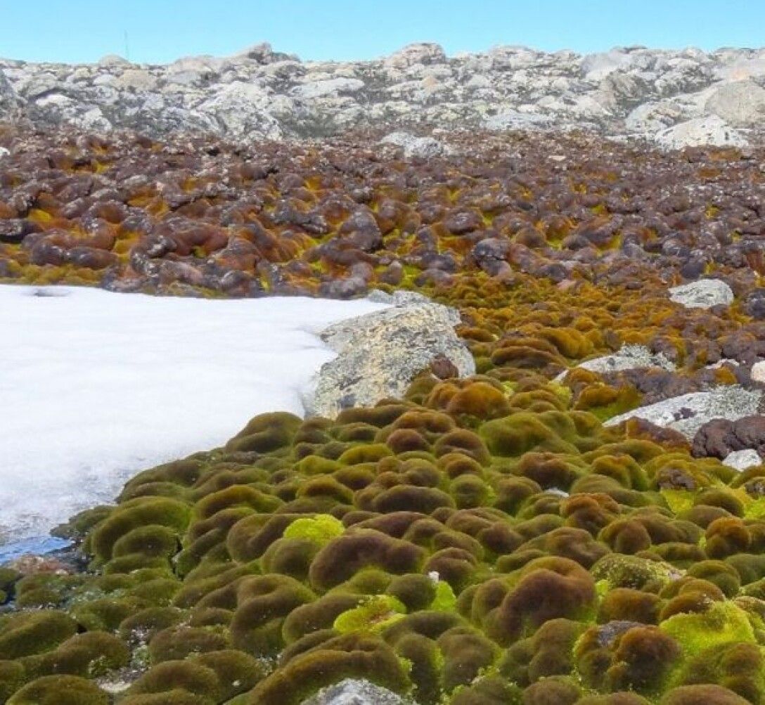 Известно что у прибрежных водорослей. Мхи лишайники водоросли в Антарктиде. Мхи и лишайники Антарктиды. Растения Антарктиды лишайники. Мхи и лишайники острова Врангеля.