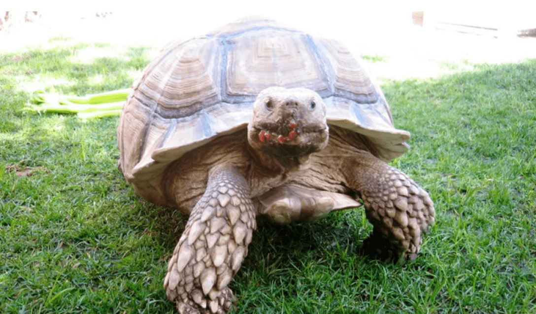 turtle, lawn