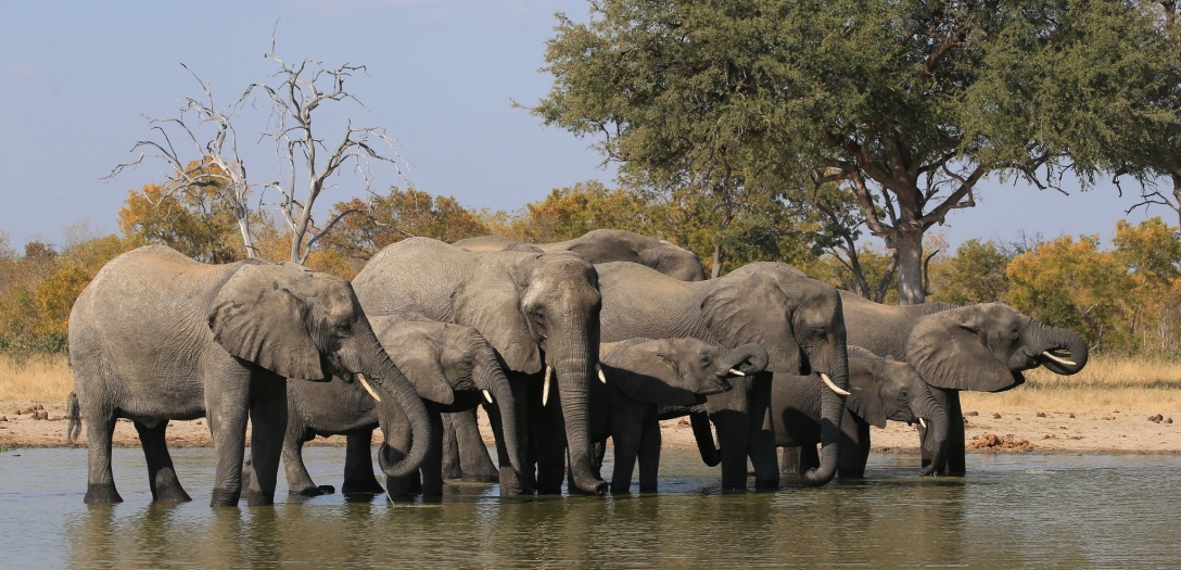 бивни, слоны, Мозамбик