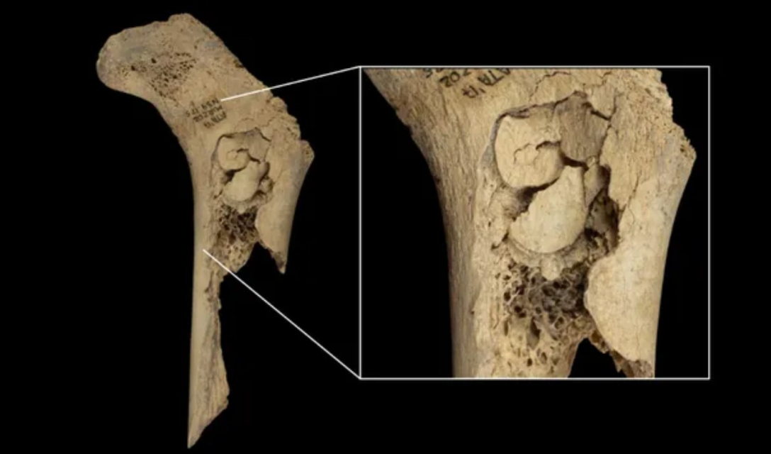 кістки стародавні люди канібалізм