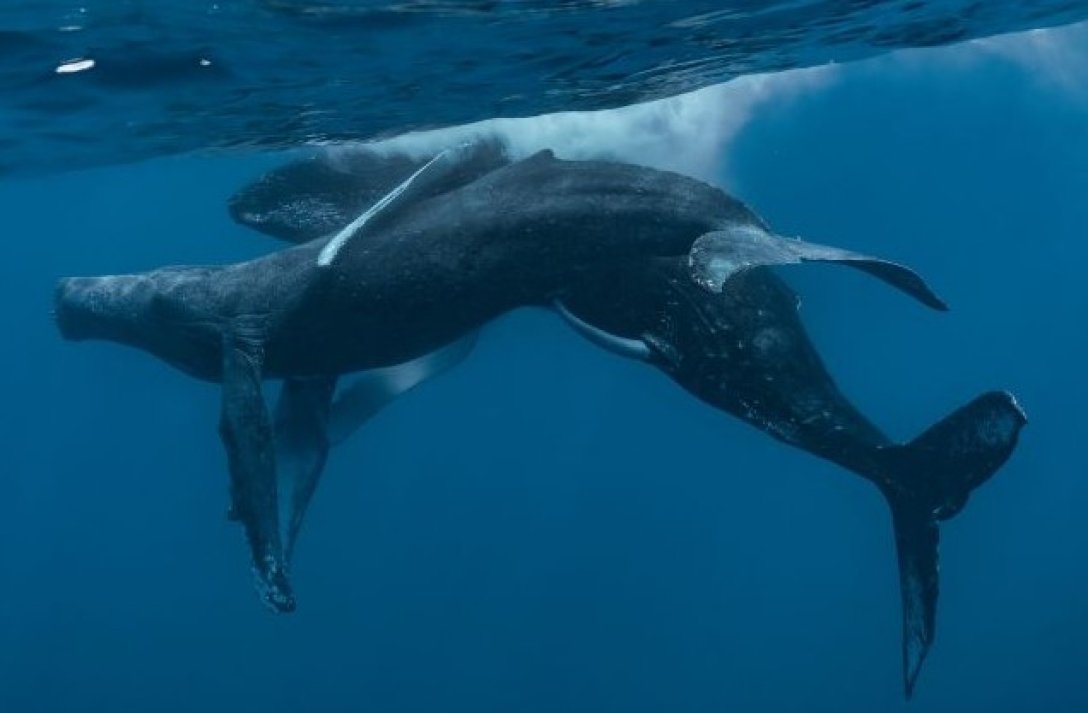 секс с гърбат кит