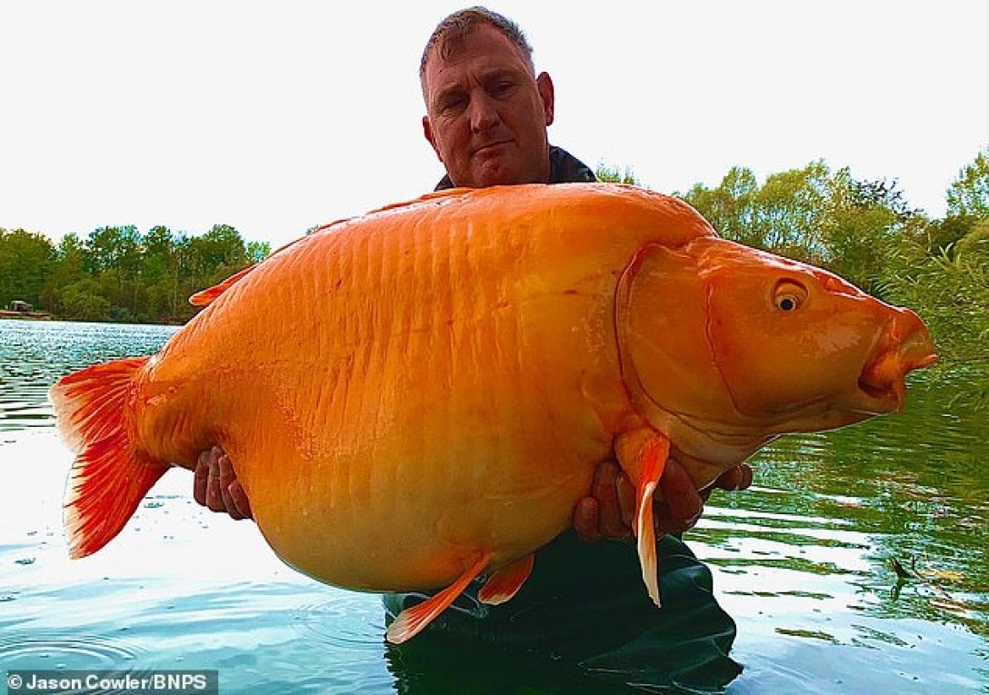 Самая большая золотая рыбка ,