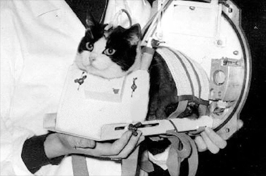 кошка фелисетт, кошка-космонавт, животные в космосе, освоение космоса, ретро фото
