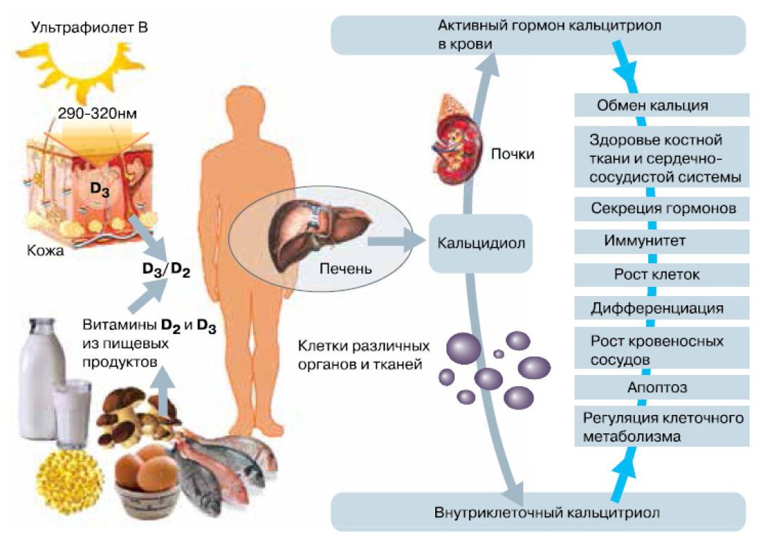 На что влияет д3. Витамин д роль в организме. Действия витамина д на организм человека. Участие витамина д3 в обмене веществ. Схема метаболизма витамина д3.
