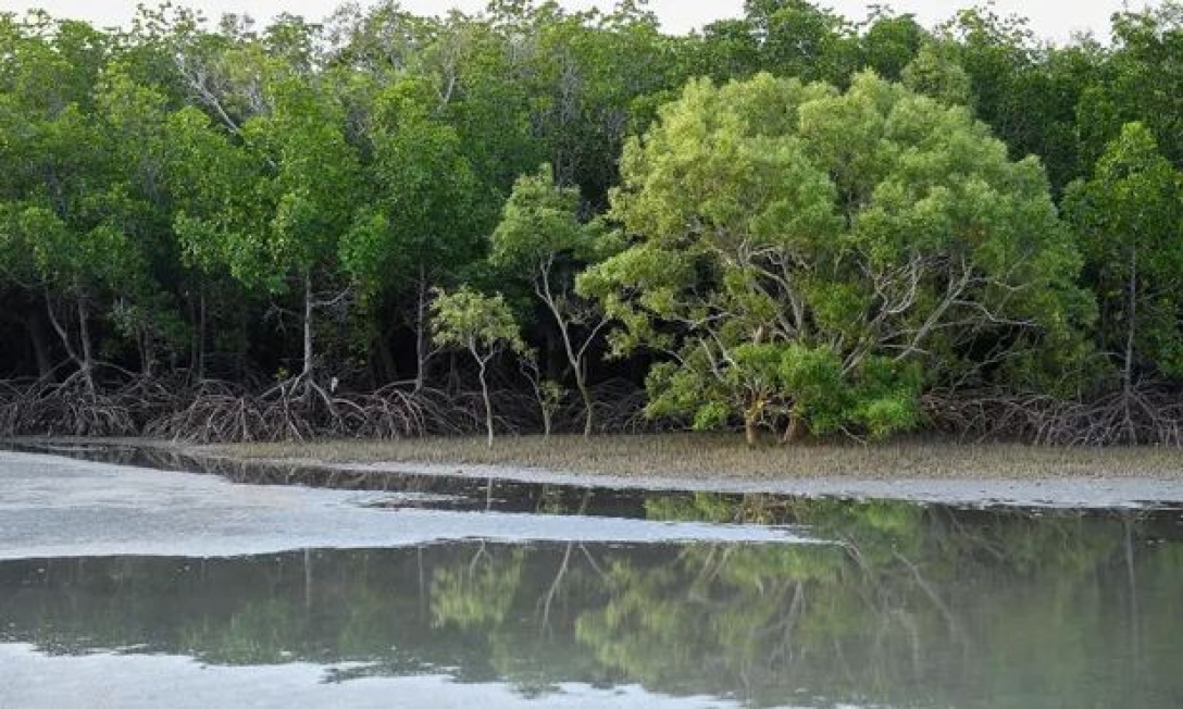 Мангровые заросли в заливе Карпентария могут быть уничтожены.