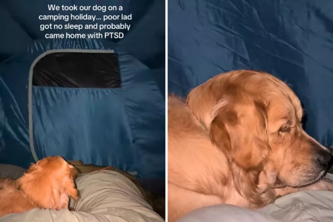 золотистый ретривер палатка