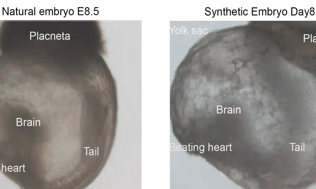 синтетический и естественный эмбрионы