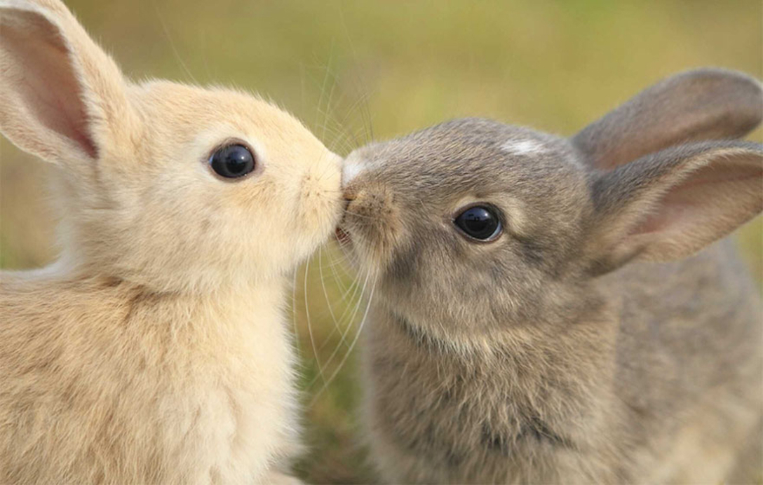 кролики, поцелуй, фото