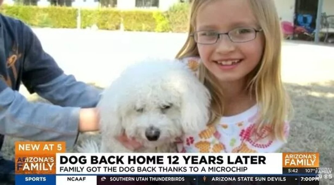 Допоміг чип: собака повернувся до господарів через 12 років після ...