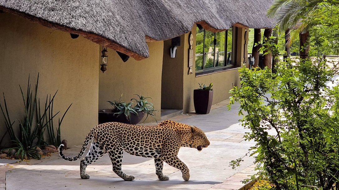 леопард, леопард в африке, фото леопарда