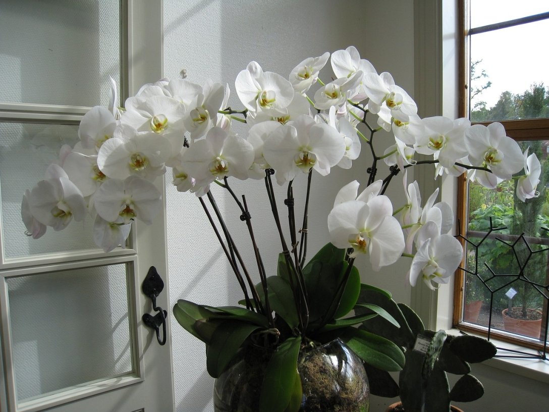 орхідеї, кімнатні рослини