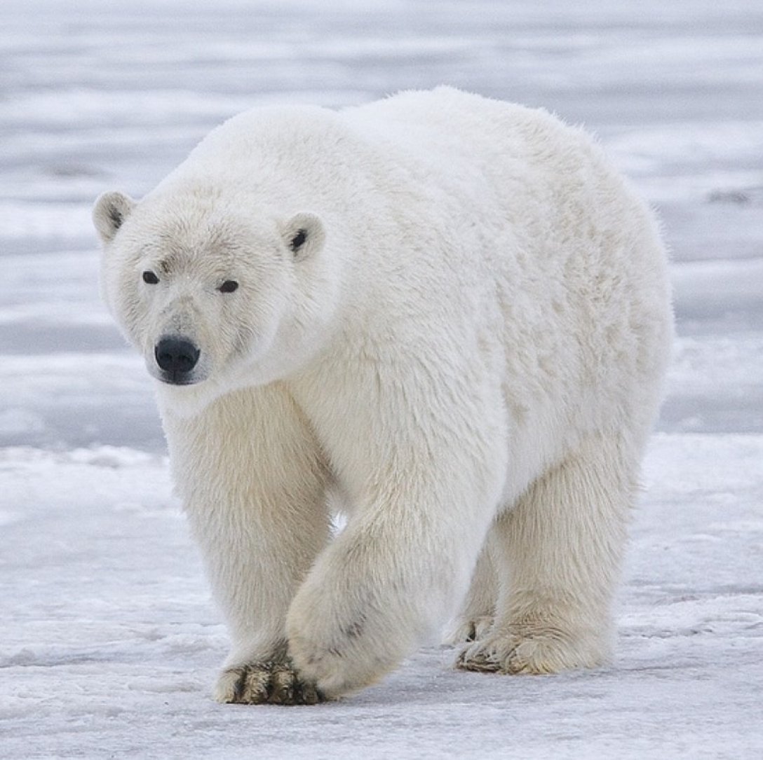 У білих ведмедів не біле хутро — вчені назвали причину — фото1