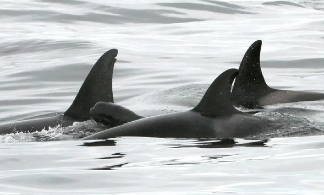 Косаток несподівано помітили з дитинчатами дельфінів: що морські хижаки з ними роблять (фото)1