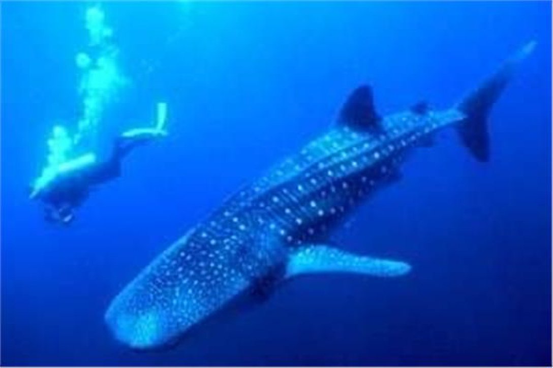 китовая акула в Египте китовая акула, акула египет, китовая акула египет,