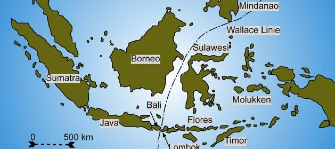 Лінія Воллеса На Землі існує невидима лінія, яку тварини не перетинають: чому (фото)1