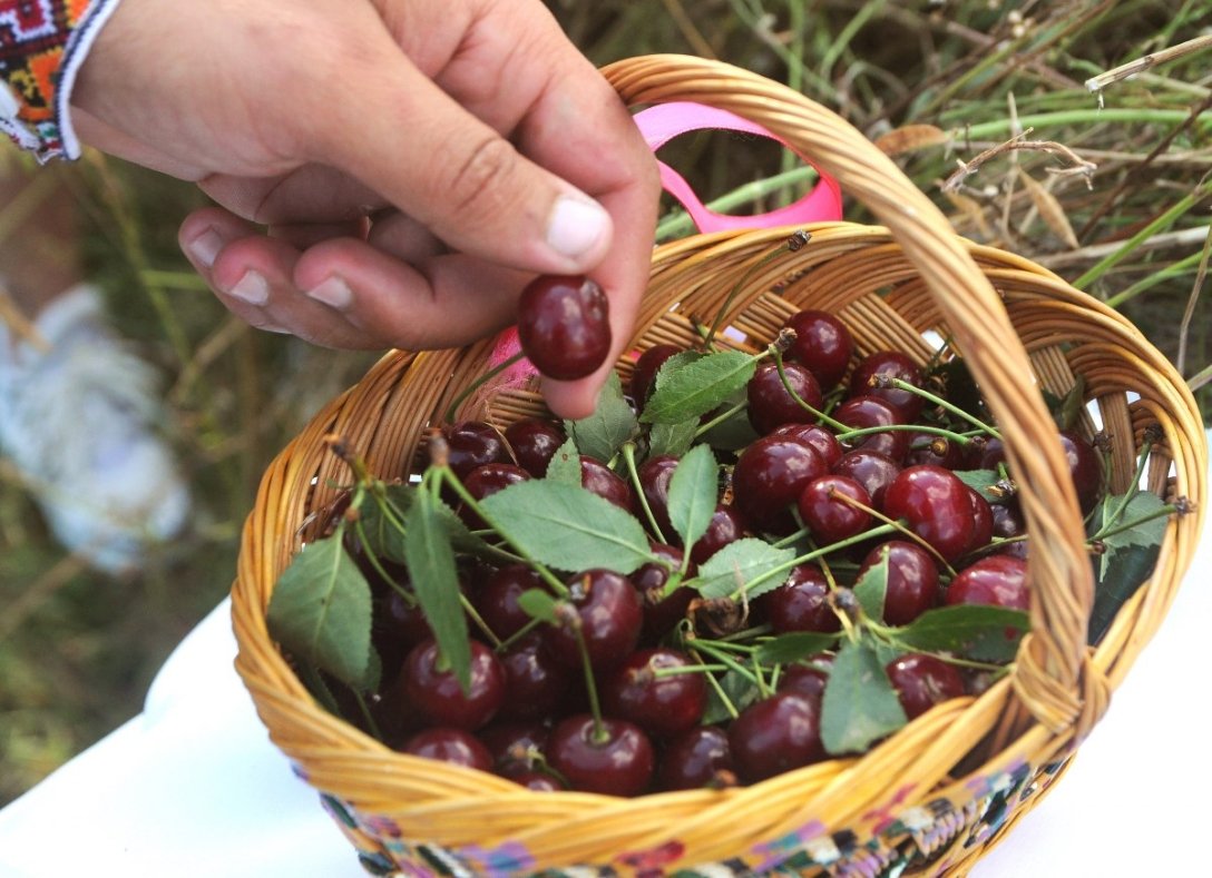 Вишня значно зростає в Україні