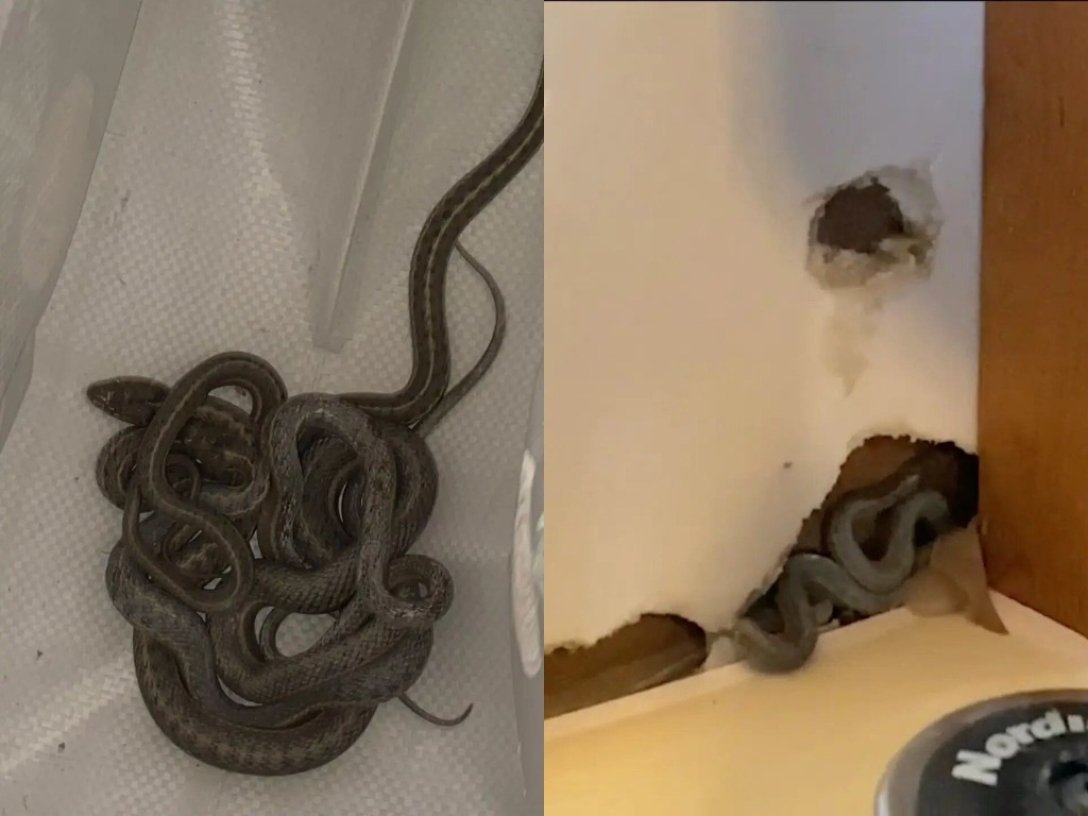 Как ухаживать за змеей в домашних условиях