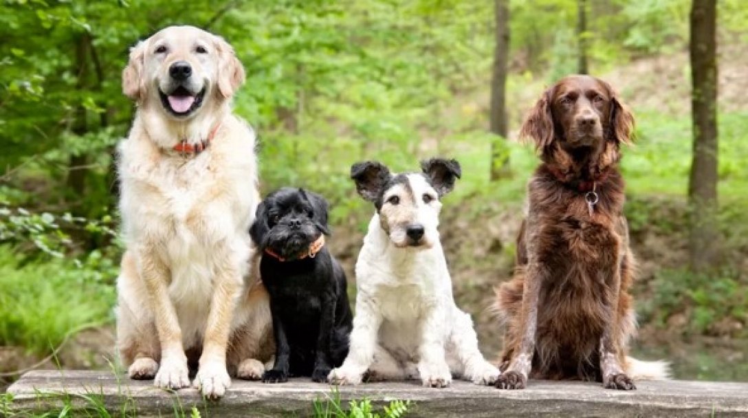 собака, повадки собак, психология собак, способности собак, собаки и люди, воспитание собак, эмоции у собак, когда приручили собак, , интересные факты о собаках, могут ли собаки различать цвета, насколько умные собаки, какие органы чувств у собак самые сильные,