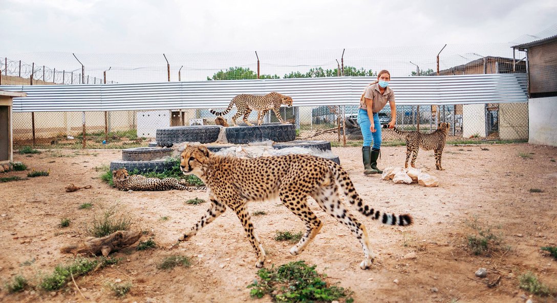 гепард, большая кошка, фото гепарда, сомали