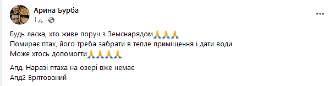 лебідь, лебідь на озері, лебідь замерзав, врятували лебедя, лебідь перезимував