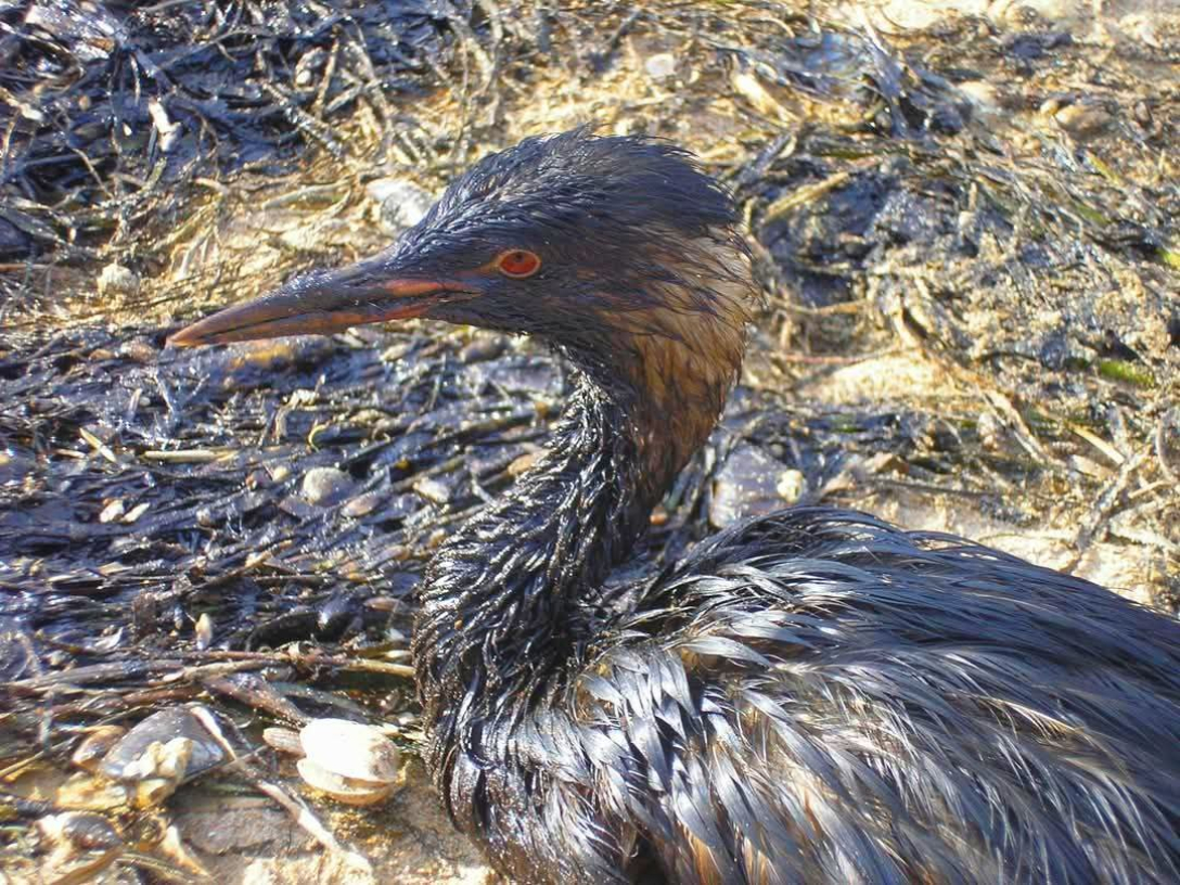 птах, Чорне море, мазут, забруднення мазутом, забруднення Чорного моря