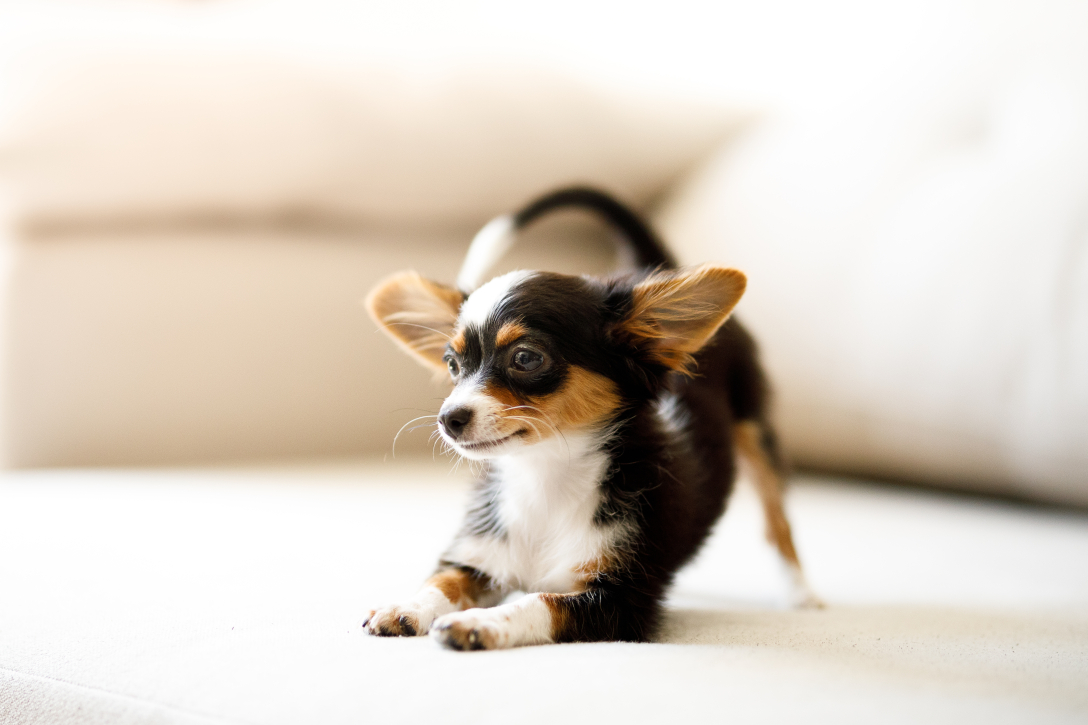 ТОП–10 самых маленьких пород собак в мире