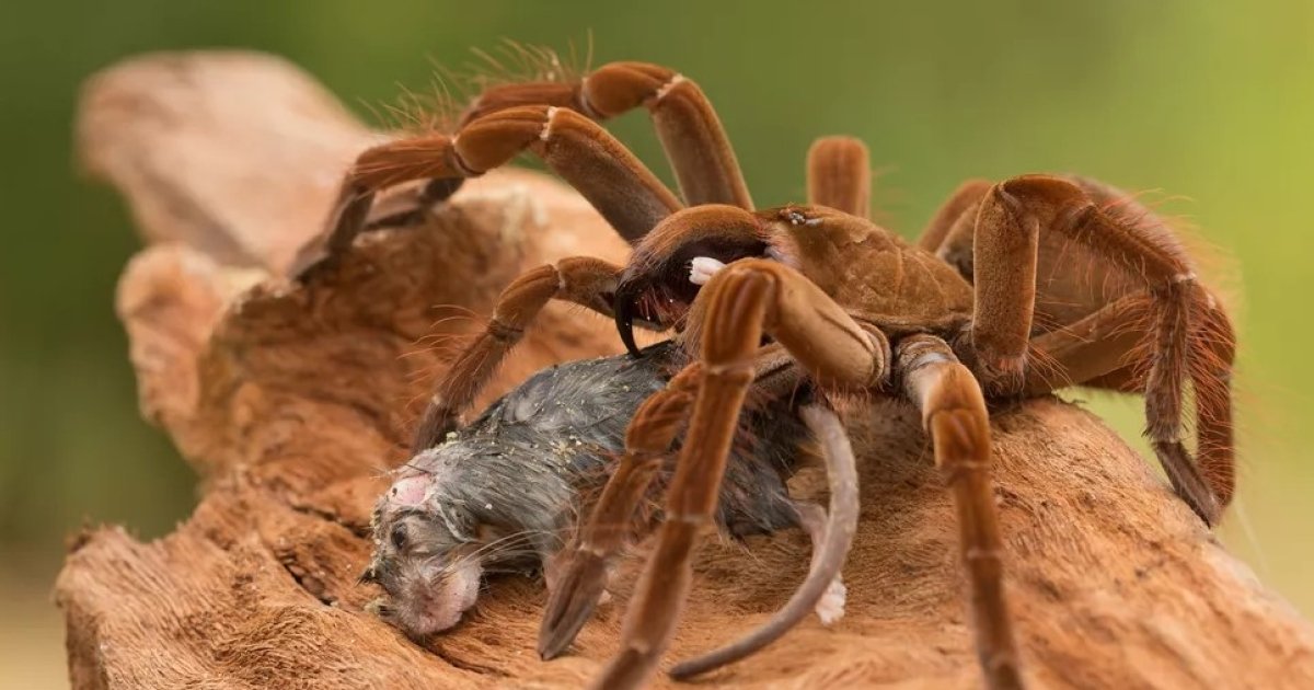 Ужас арахнофоба. Гигантский паук с размахом ног 30 см обошел конкурентов со скоростью 1 м/с (фото)