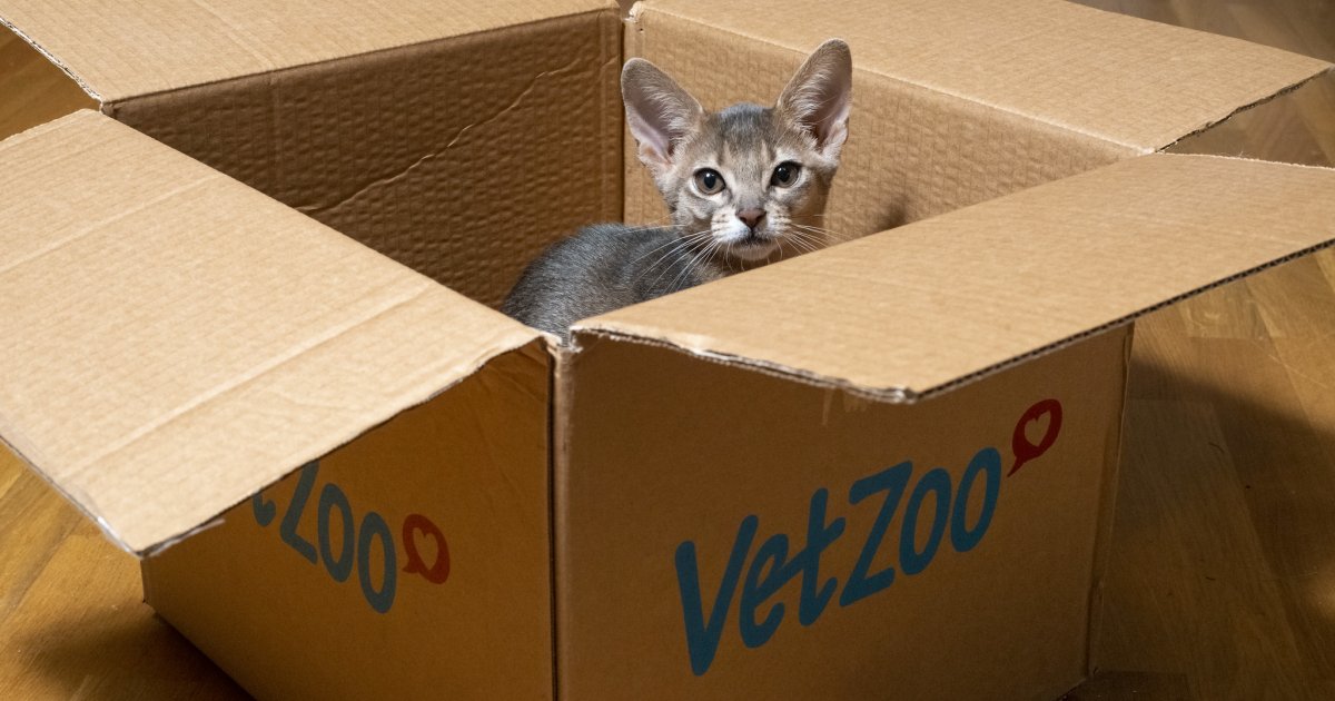 Ученые объяснили, почему кошки любят коробки