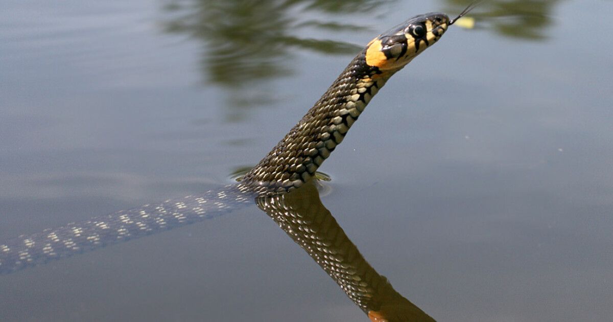 В Мариуполе женщина обнаружила гадюку в собственной