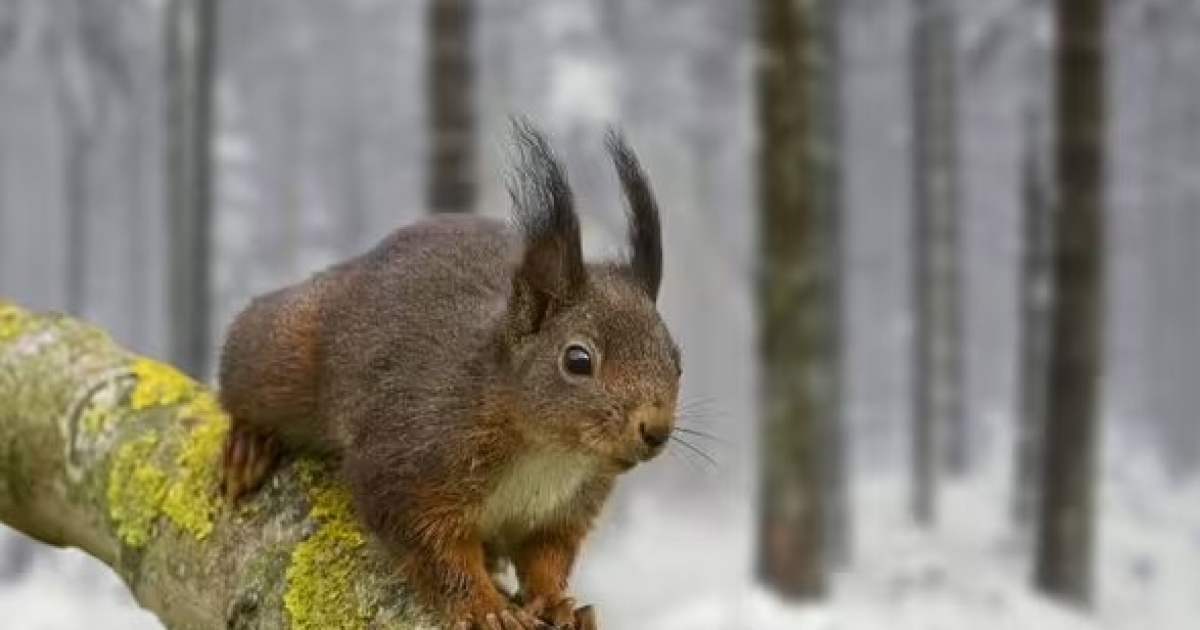 Elite tailed special forces.  In China, red squirrels help police catch drug dealers (photo)