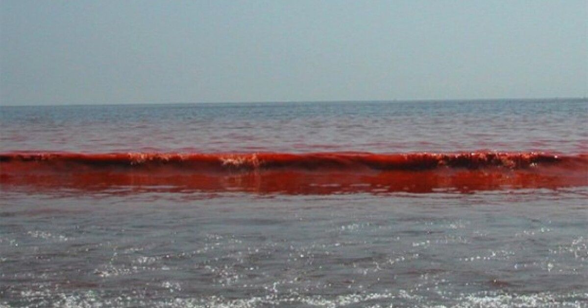Следы в красном море. Красные водоросли в Красном море. Красное море цветение водорослей. Водоросли красный прилив. Красное море в период цветения водорослей.