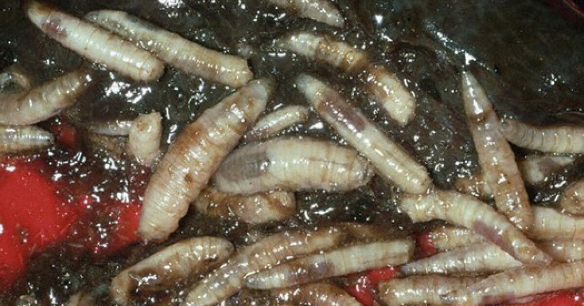 Опарыши хорошо лечат диабетические раны, - медики - ФОКУС