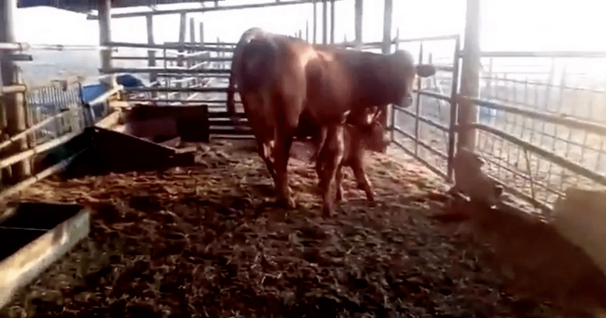 Мясное скотоводство уход, кормление. Одна корова один теленок