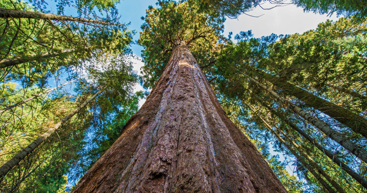 Самые большие деревья в мире: по высоте, тяжести, объёму, ширине