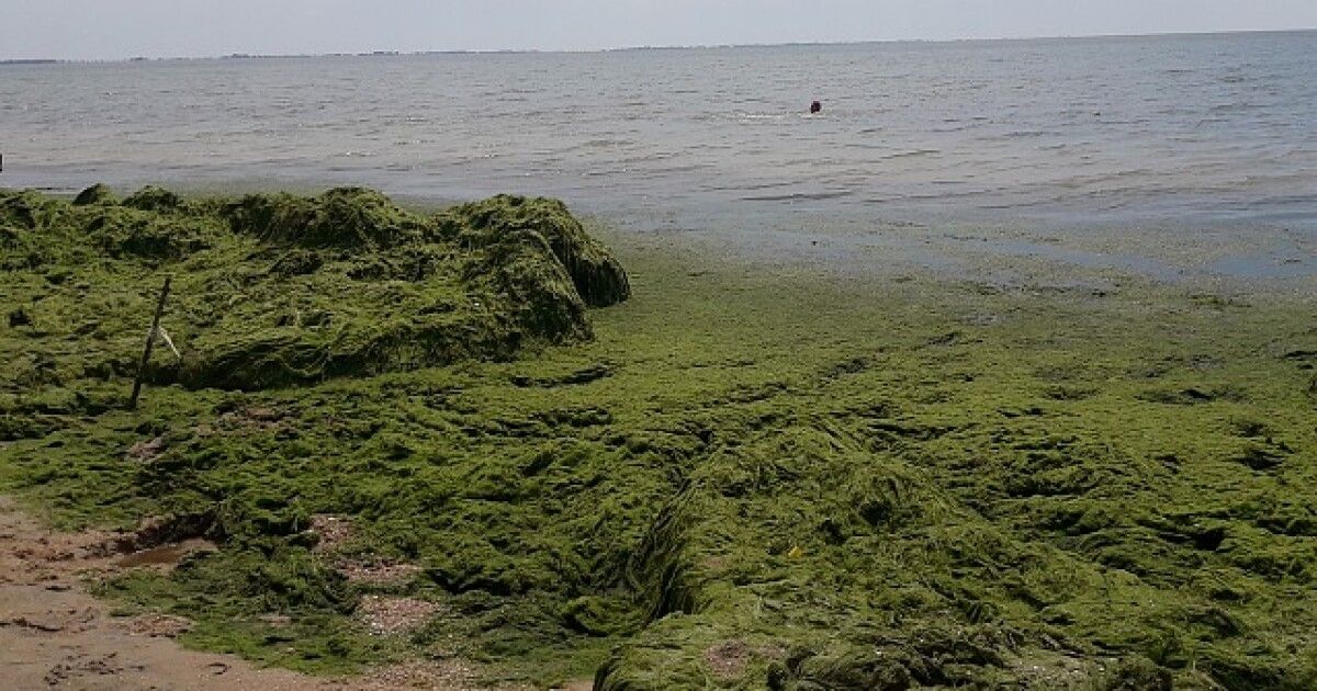 Водоросли вдоль азовского моря. Камка Азовское море. Азовское море Тина. Водоросли Азовского моря. Тина камка.