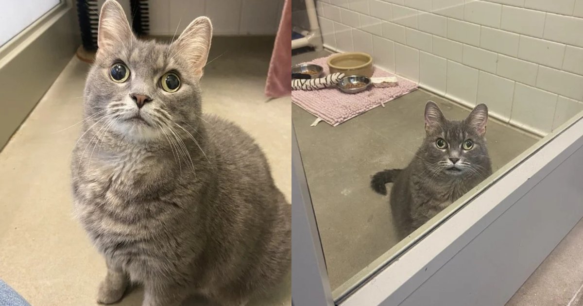 【бездомная кошка様 】goodenough GOODENOUGH бездомная кошка様 】goodenough GOODENOUGH Необычная кошка стала