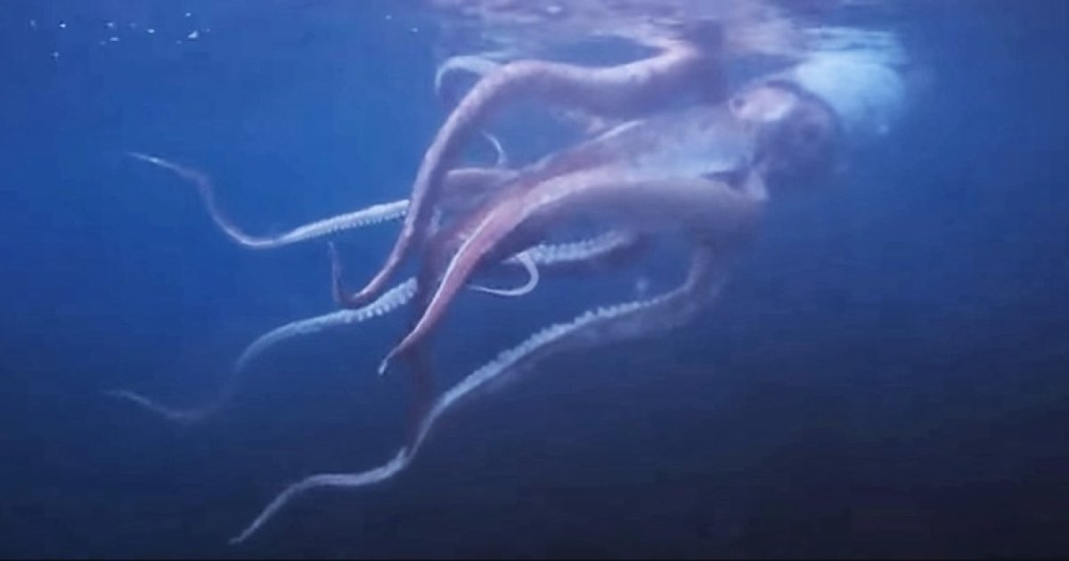 Giant monster.  A huge squid meditating in the water was filmed off the coast of Japan (video)