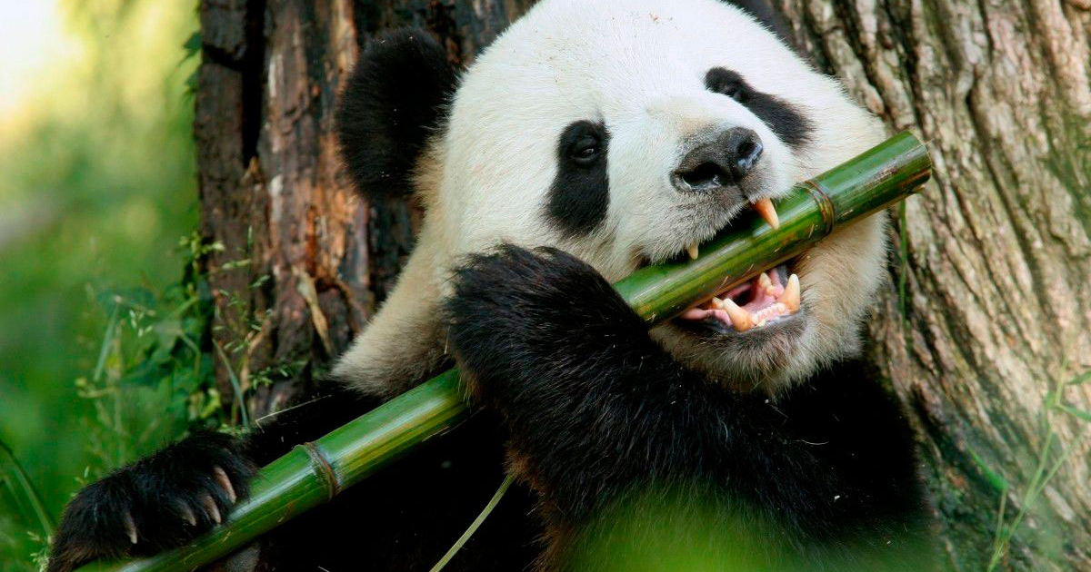 Scientists have figured out how giant pandas remain ‘cheeky’ despite a tough bamboo diet