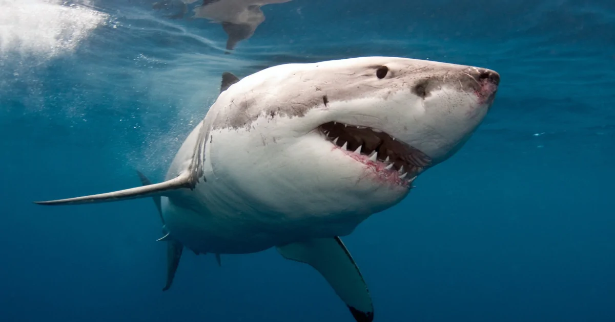 Акула-бык, тупорылая акула, фото