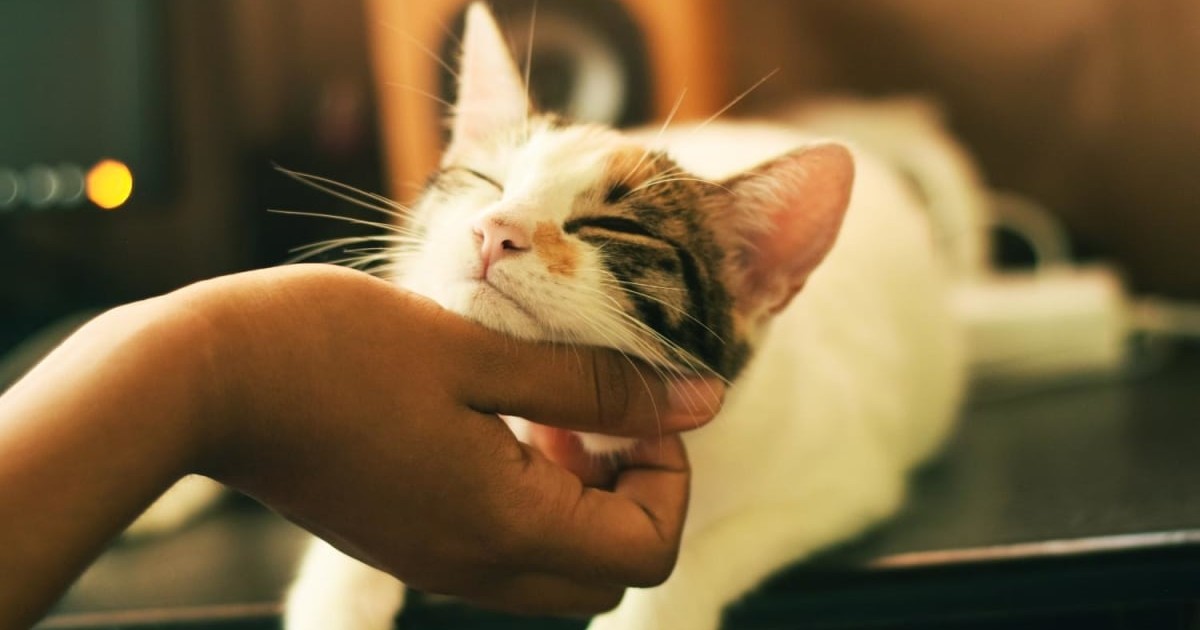 They wink, high-five and hug.  Scientists have named the true signs of a cat’s love for the owner