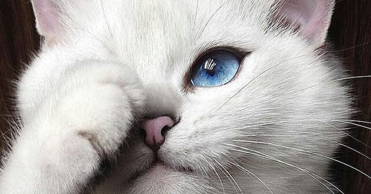 Кот с мультяшными глазами стал звездой Instagram
