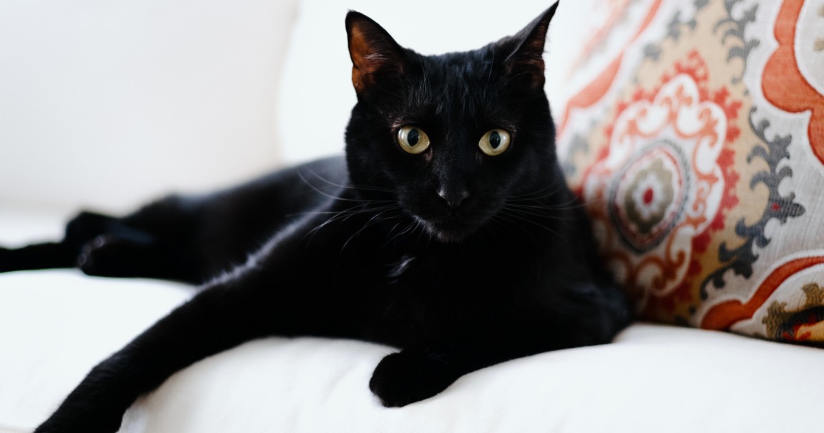 Черный кот: изображения без лицензионных платежей
