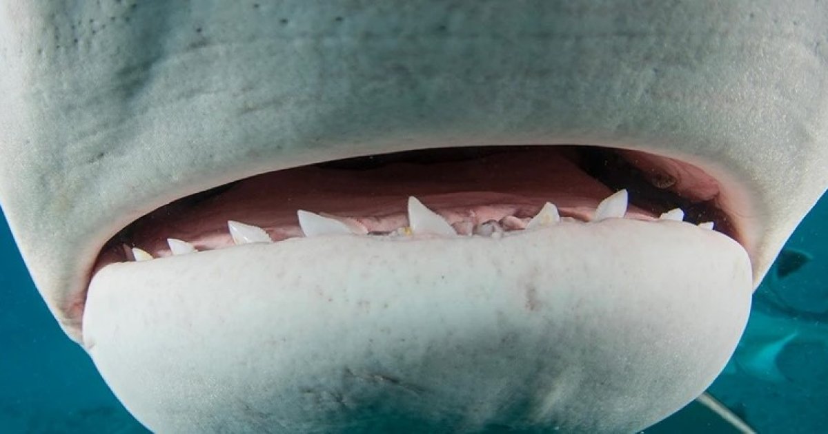 На дайвере чудом не сомкнулись челюсти белой акулы. Видео