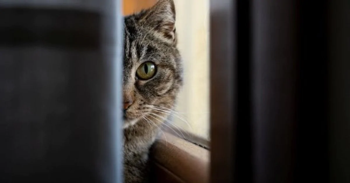 К чему снится дух кошки — толкования из разных сонников