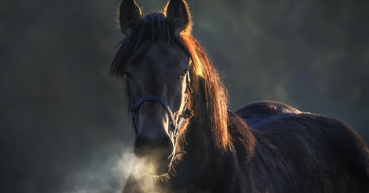 Wild horse smashes windshield of Toyota Camry