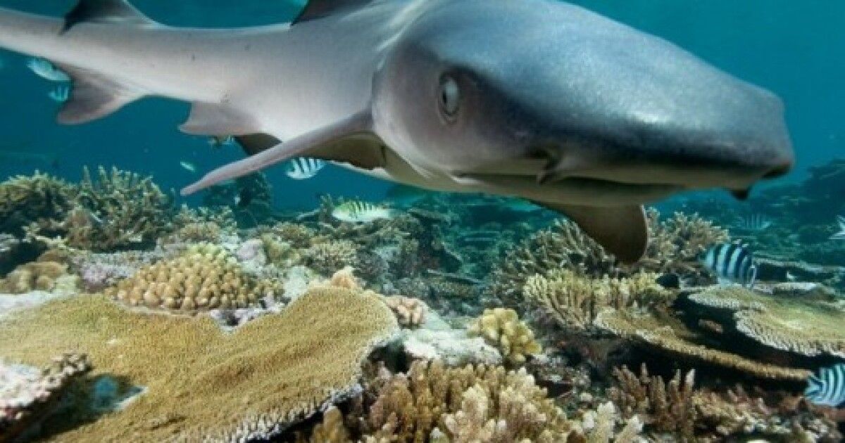 Ocean shark. Длиннорылая акула. Белоперая длиннокрылая акула. Океаническая белоперая акула. Австралийская длиннорылая акула.