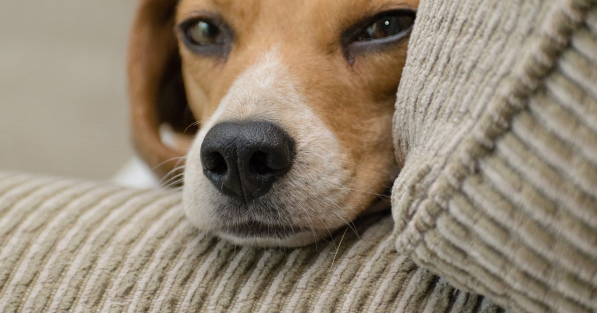 Почему собака лизнула вас: список ужасно милых причин