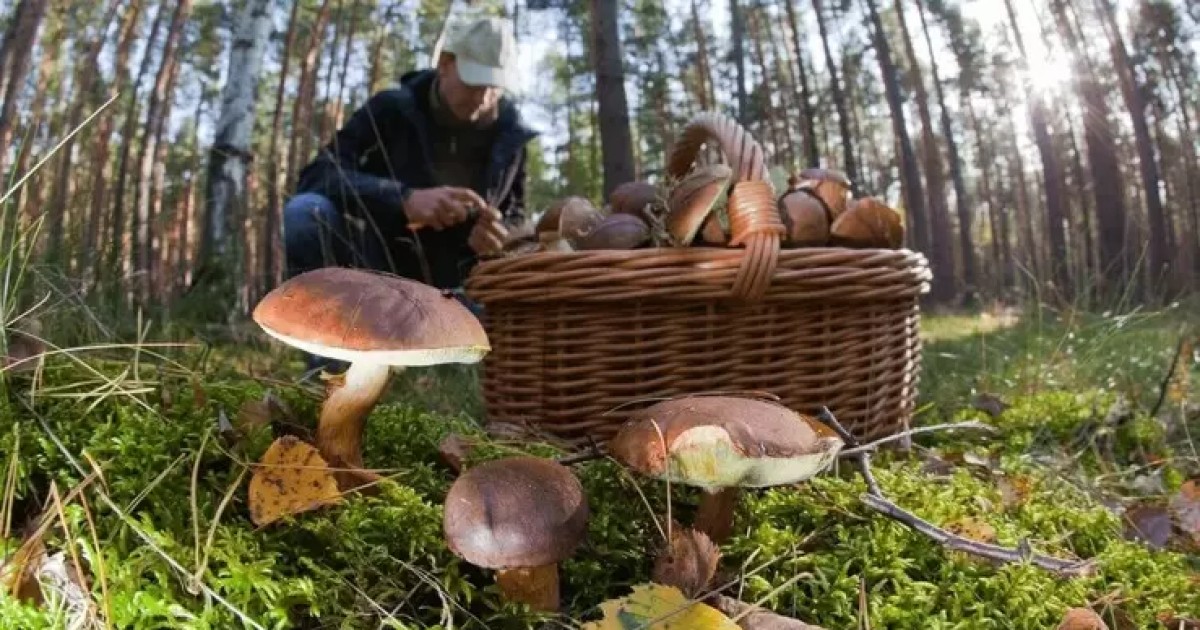 Ukraine will be fined for picking mushrooms, berries and nuts, – Cabinet