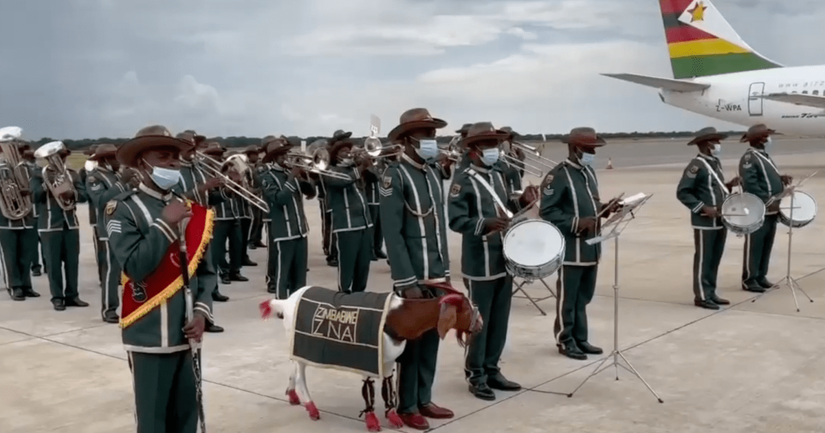 Painted goat saw off Lukashenka at Zimbabwe airport (video)